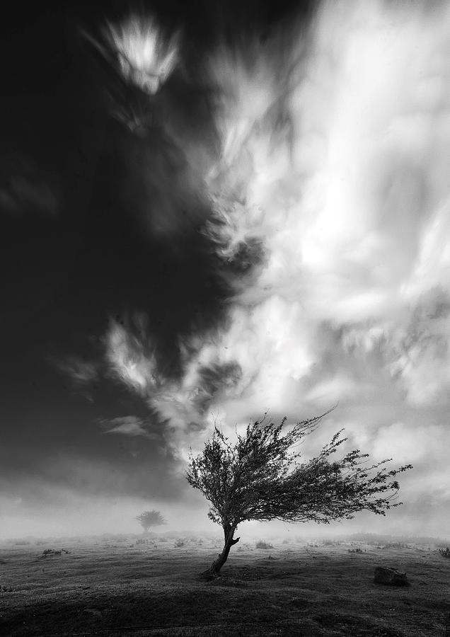 Windswept Tree Under Dramatic Sky Photograph - Echo by Sofie Conte