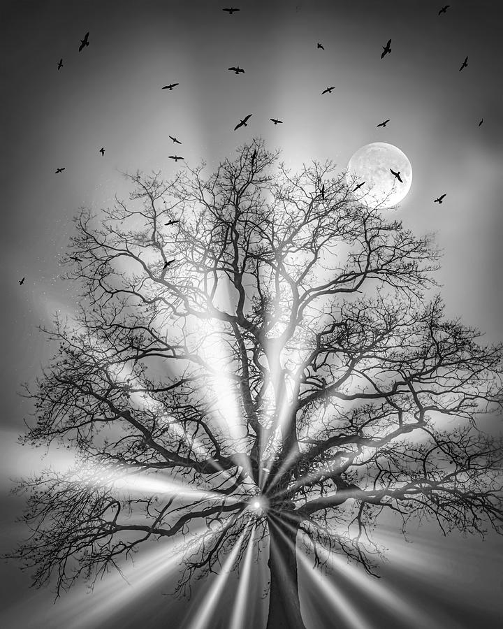 Moonlit Tree with Radiating Light Photograph - Eclipse by Sofie Conte