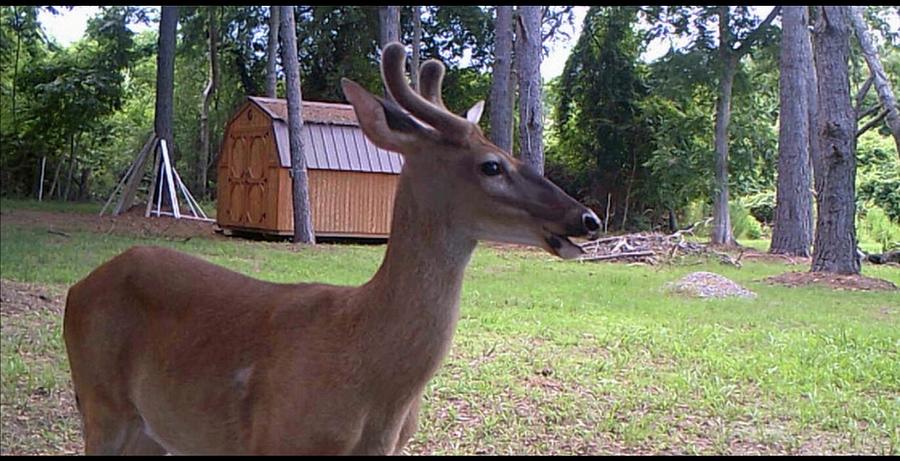 Edisto Deer Two Photograph by Catherine Wilson