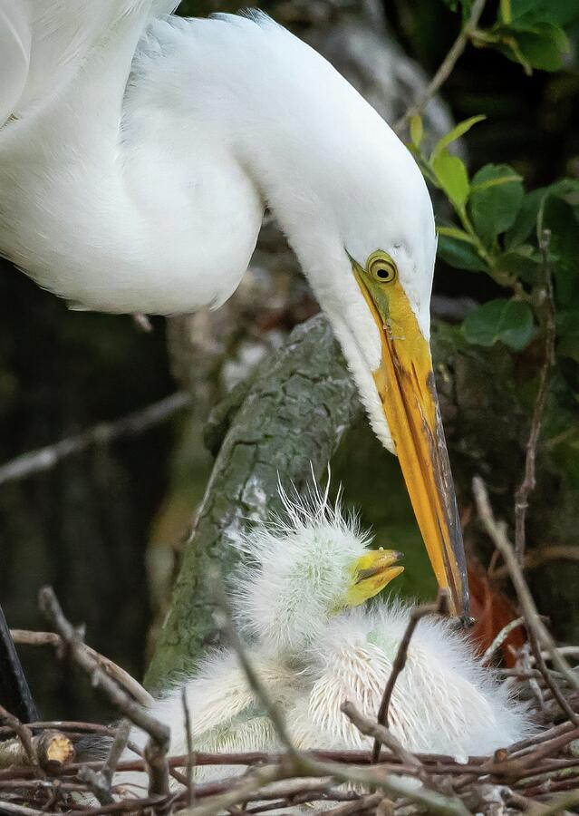 Egret Mom Photograph by Marshall Hurley