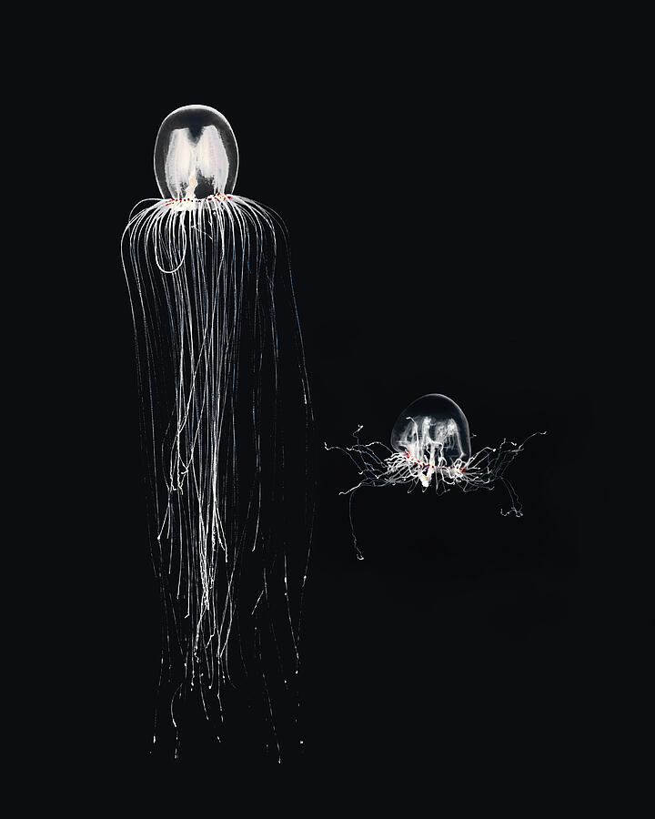 Two Translucent Jellyfish in Dark Water Photograph - Electrocuted? - Bell Jellies by KJ Swan