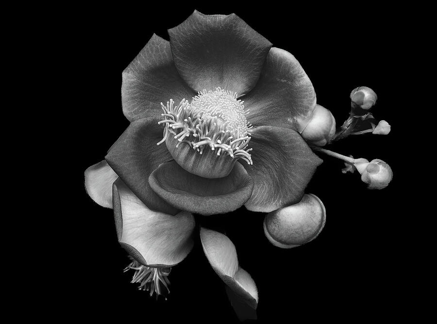 Elegant Black and White Floral Photograph by Rebecca Herranen