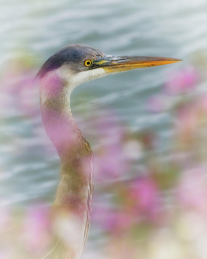 Elegant Heron Amid Blossoms Photograph - Elegant Great Blue Heron Amid Pastel Blossoms by Joe Fisher