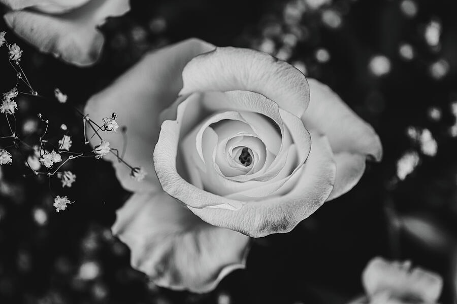 Elegant Photograph by Nova Rae