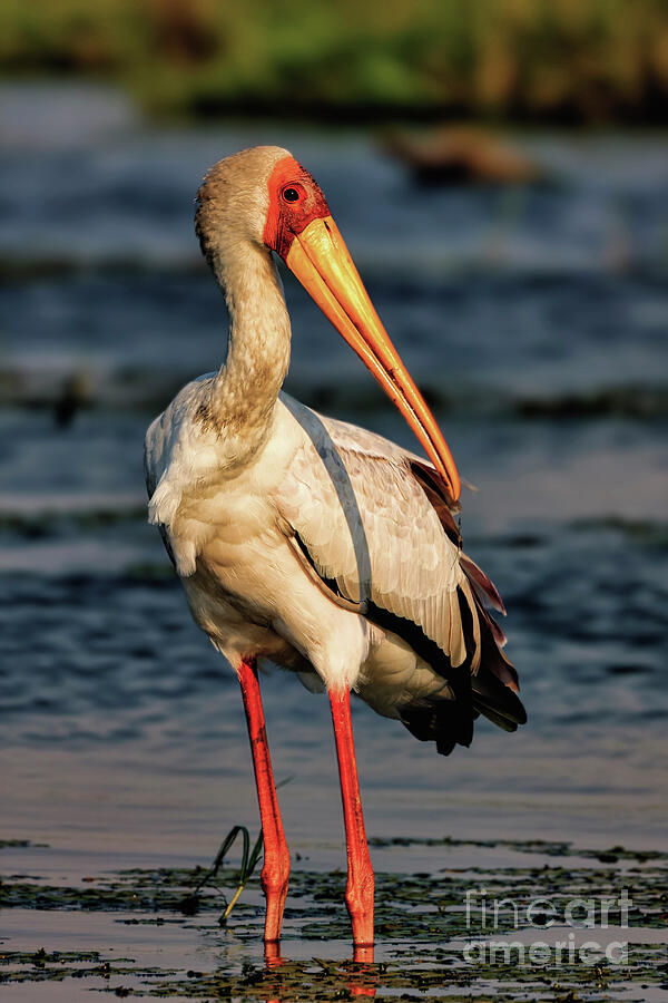 Elegant Stork by the Water Photograph - Elegant Stork by the Water by Natural Focal Point Photography