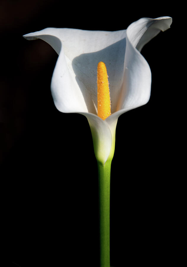 Elegant White Calla Lily Photograph - Elegant White Calla Lily by Marcy Wielfaert