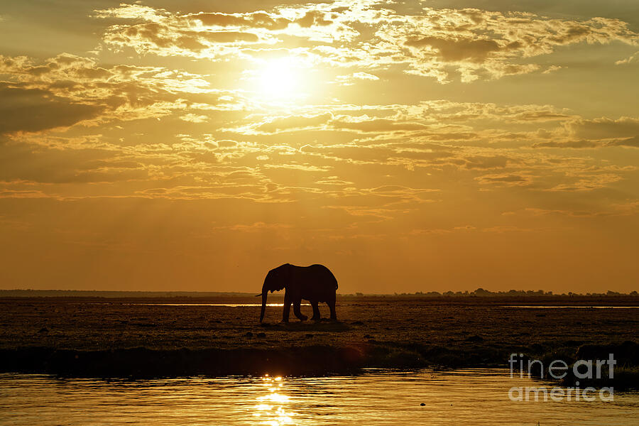 Elephant at Sunset Photograph - Elephant at Sunset by Natural Focal Point Photography