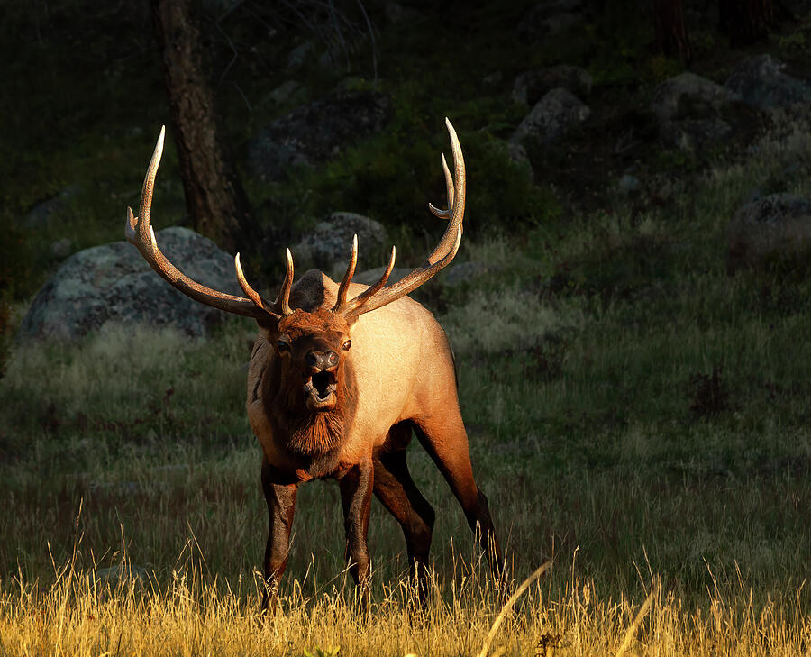 Elk in Autumn Photograph by Kevin Schwalbe