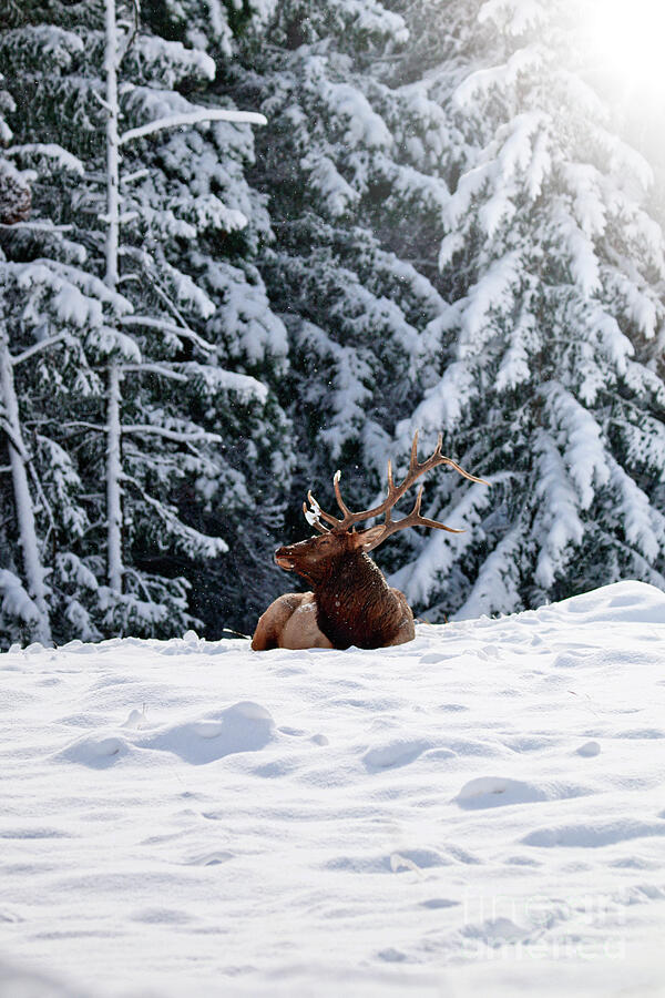 Elk Resting in Snowy Forest Photograph - Elk Resting in Snowy Forest by Thomas Nay