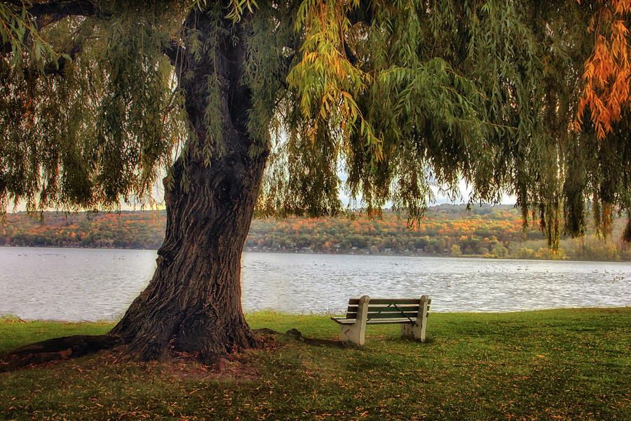 Autumn at Stewart Park Photograph by Jessica Jenney