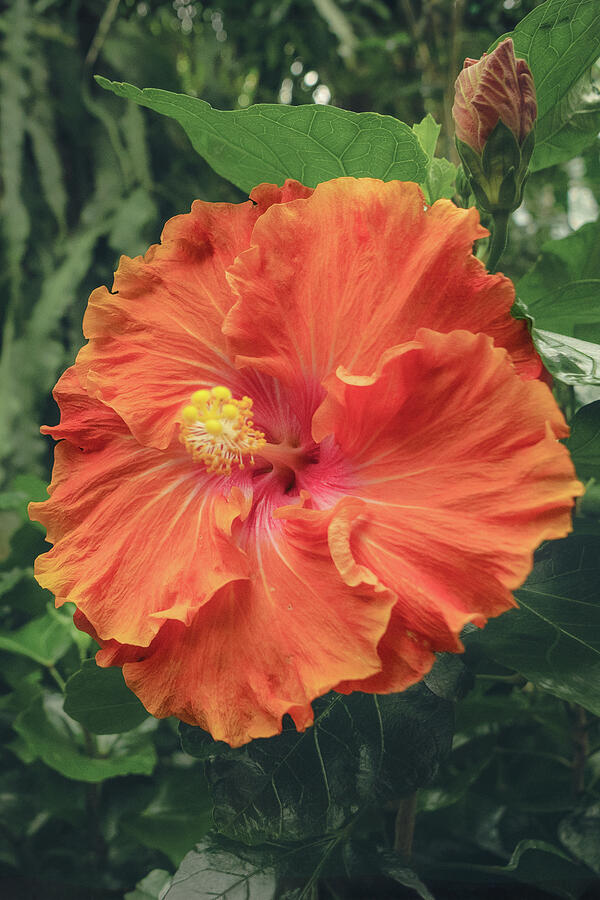 Vibrant Orange Hibiscus Bloom Photograph - Ember Bloom  Orange Hibiscus Botanical Fine Art Photography by Robert Niemeier