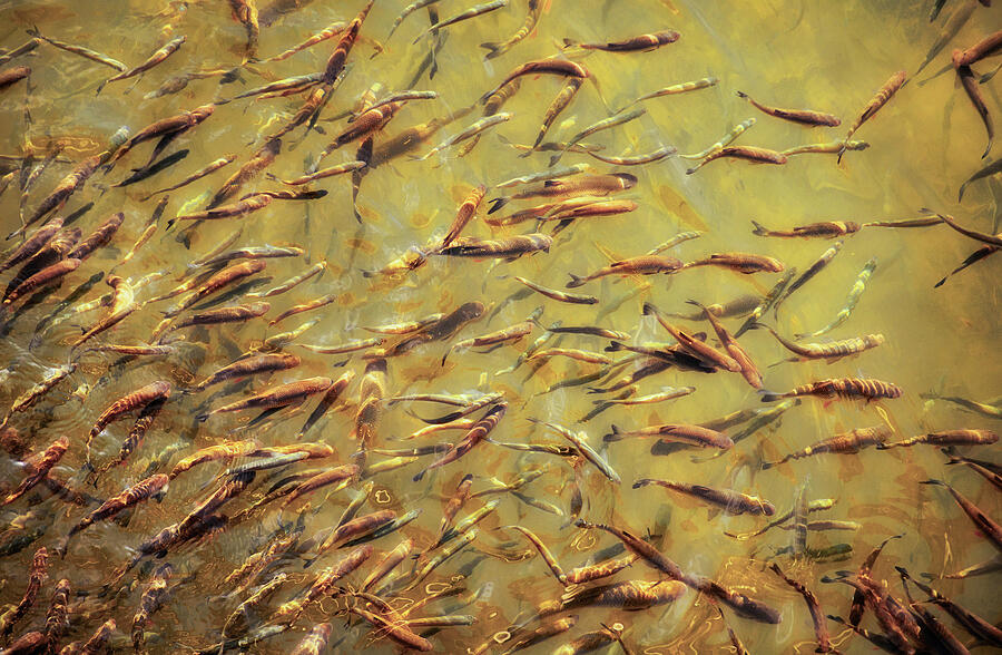 Emerald Current - Alpine Fish of Bosnia Photograph by Dusica Paripovic ...