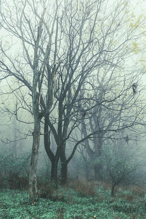 Emerald Haze Photograph by Jason Fink