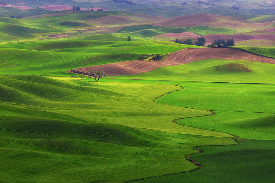 Rolling Green Hills Landscape Photograph - Emerald River of the Palouse by Kevin Schwalbe