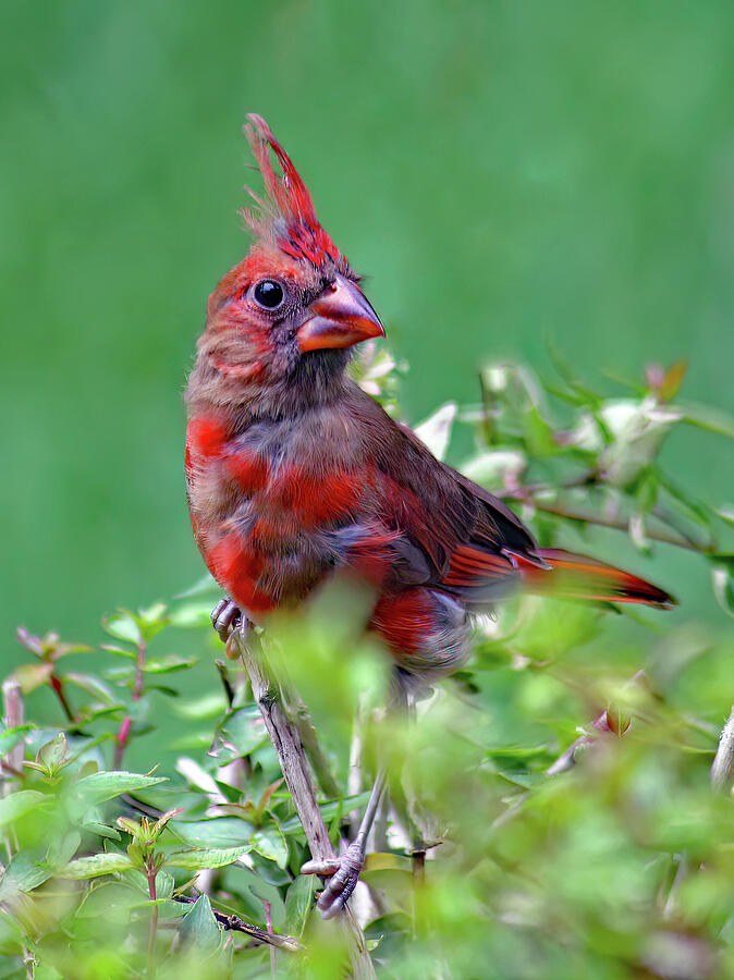 Emerging Photograph by Gina Fitzhugh