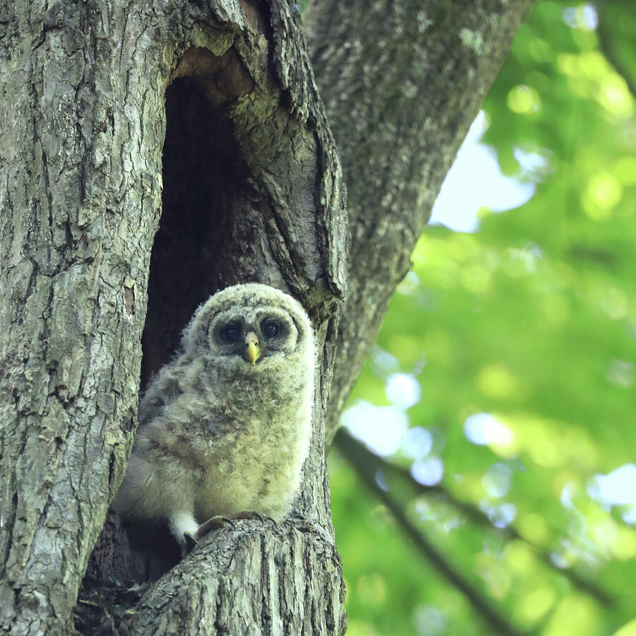 Young Owl in Tree Hollow Photograph - Emerging Owlet - NC by Decoris Art