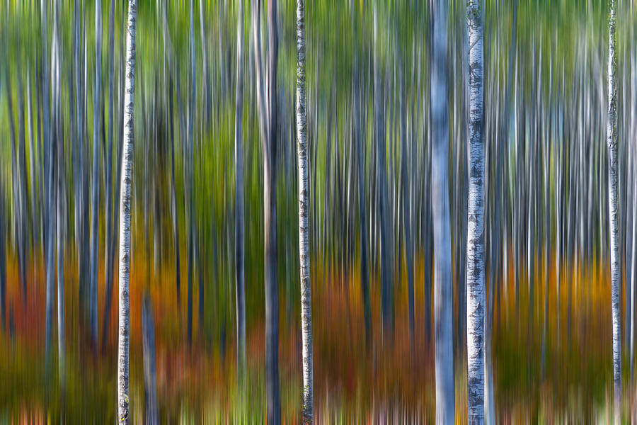 Enchanted Birch Photograph by Linda Ryma