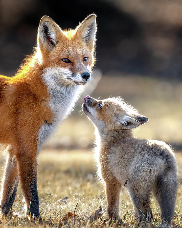 Enchantment Photograph by James Overesch