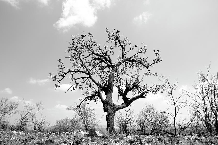 Endurance Photograph by Mia Badenhorst