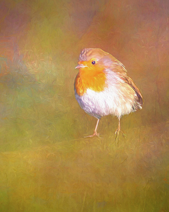 English Robin Red Breast Photograph by Sue Leonard