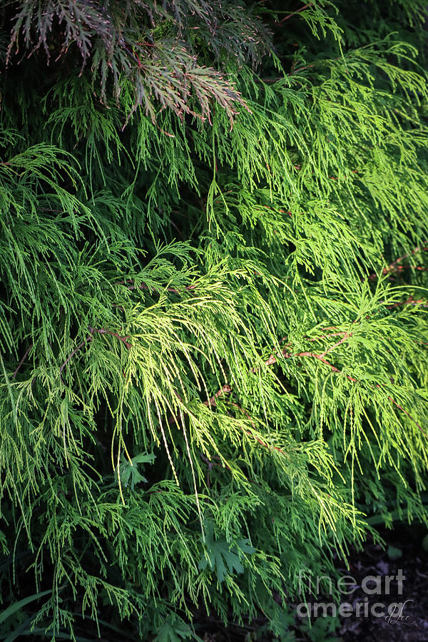 Evergreen in Sunlight Photograph by D Lee