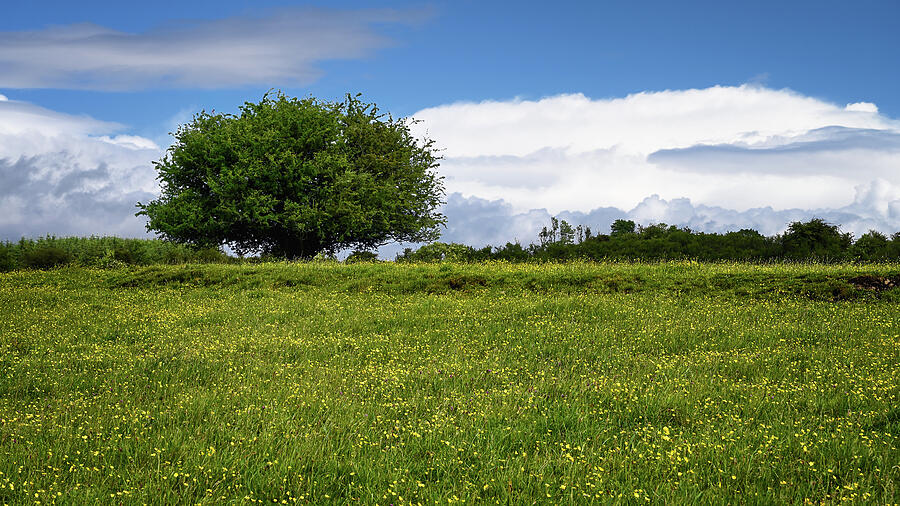 Solitary Tree in Blooming Meadow Photograph - Fairy Tree by Steven Nelson