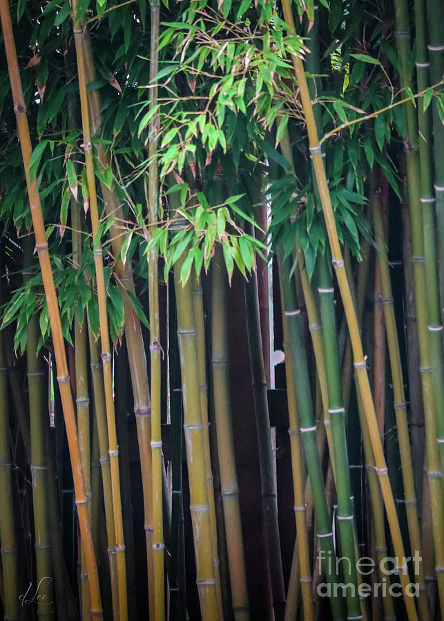 Fairyland Bamboo Photograph by D Lee