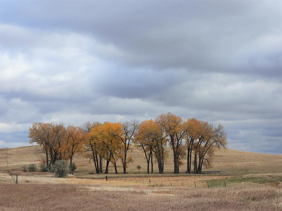 Fall Cluster Photograph by Amanda R Wright