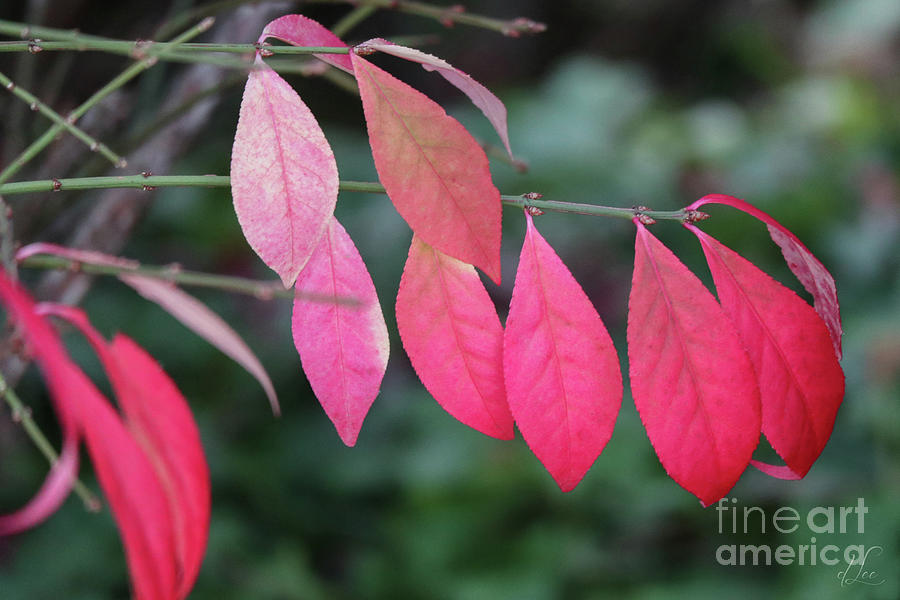 Fall Color Photograph by D Lee