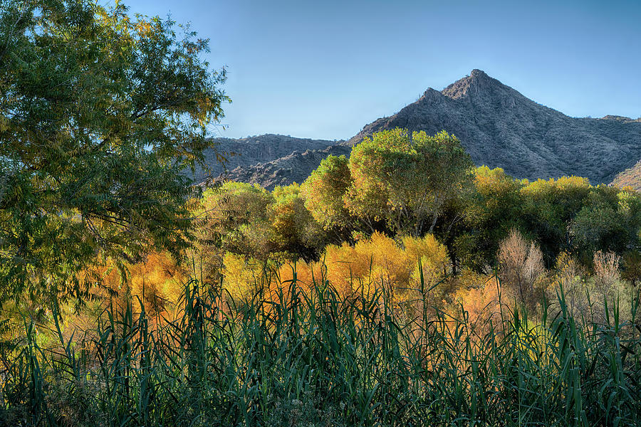 Fall Colors in Central Arizona Photograph by Dave Dilli - Metal Posters