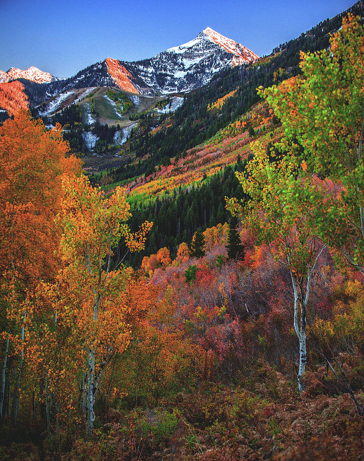 Fall Colors on Alpine Loop near Mt. Timpanogos - Vertical Photograph by Abbie Warnock