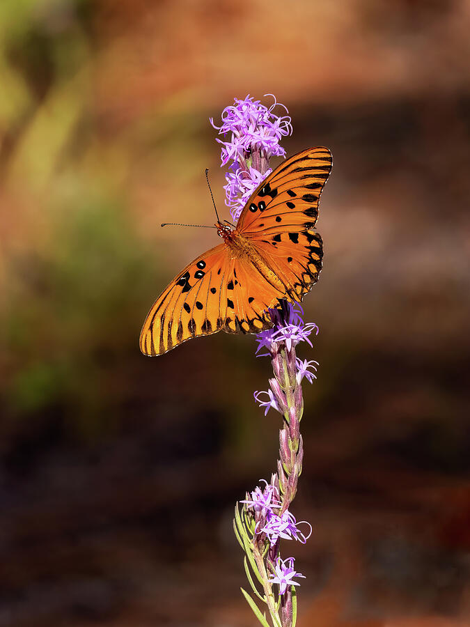 Fall Fritillary Photograph by Gina Fitzhugh