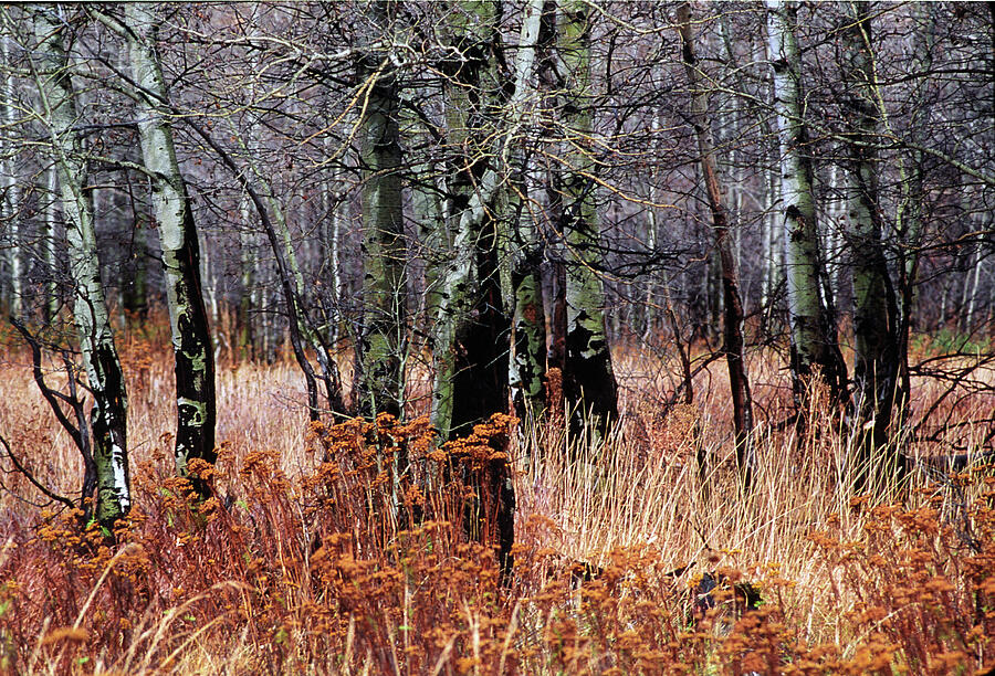 Fall Frolic in the Woods #2 Photograph by Bonnie Colgan