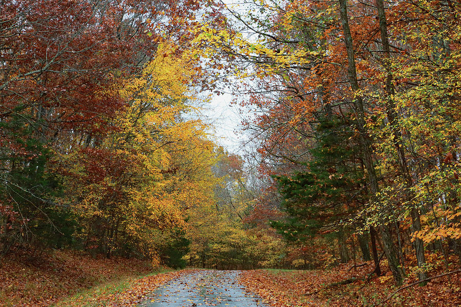 Fall in the rain Photograph by Gina Fitzhugh