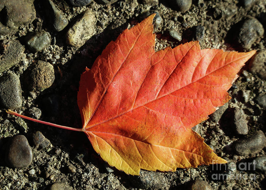 Fall Maple Leaf Photograph by D Lee