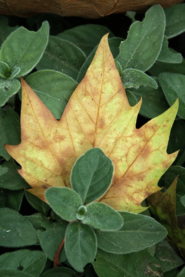 Fall Time Photograph by Lisa Chorny