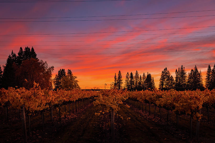 Fall Vines Photograph by Louis Raphael