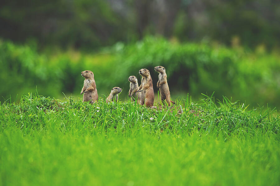 Family of Prairie Dogs in Grassland by Fur and Feathers Photography