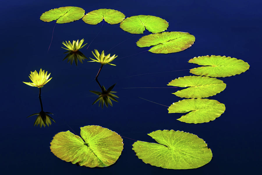 Family Ties Photograph by Elvira Peretsman