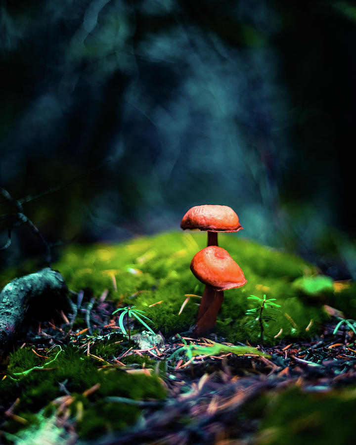 Fantastical Mushrooms in the Rain Forest Photograph by Shannon Williams