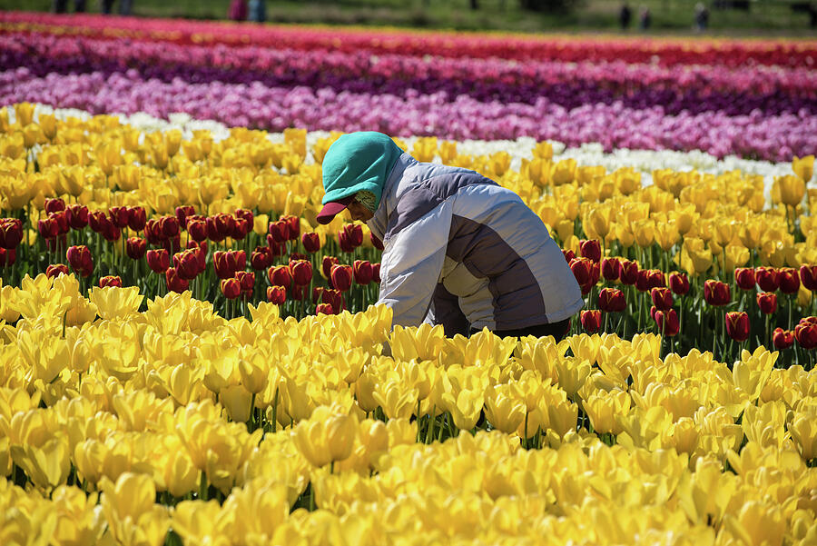 Person in Tulip Field Photograph - Farm Worker in Skagit County Tulips by Tom Cochran