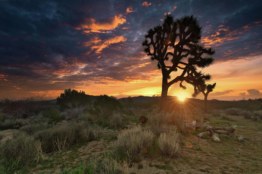 February 2024 Joshua Tree Sunrise Revisited Photograph by Alain Zarinelli