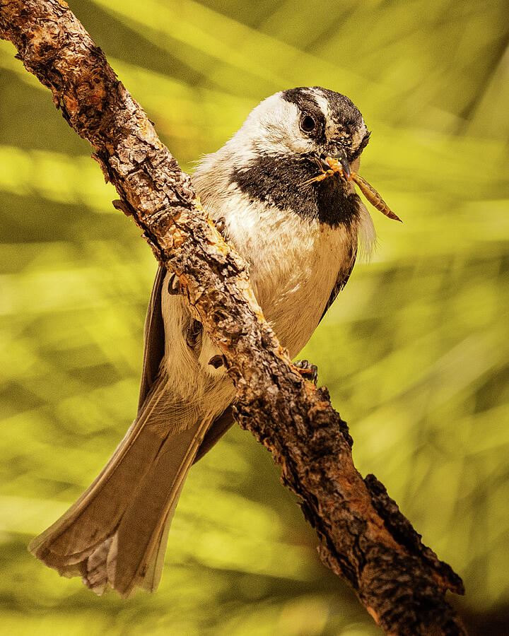 Feeding the Family Photograph by Mike Lee