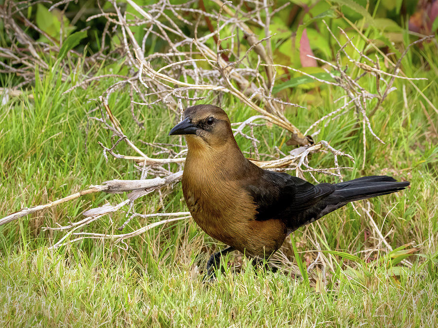 Female Boat-Tailed Grackle Photograph by Gina Fitzhugh