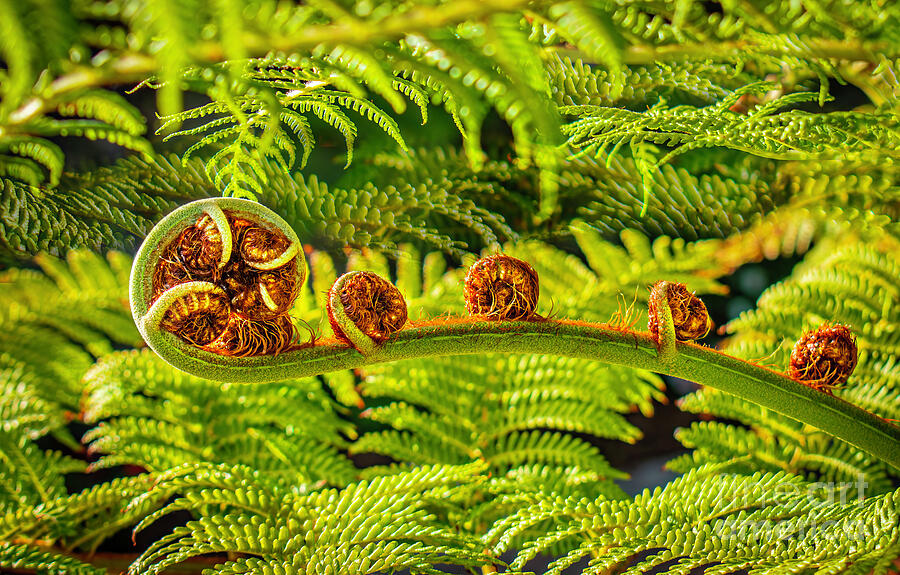 Fern Buds Photograph by William Gunn