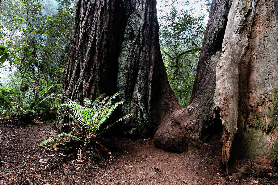 Fern in redwood forest Photograph by Craig A Walker