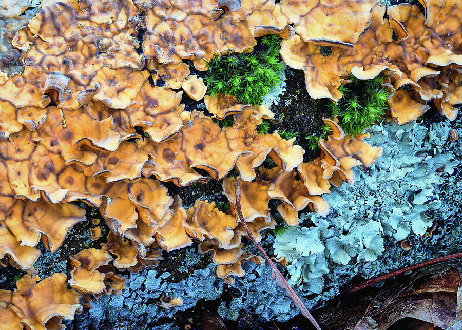 Colorful Lichen and Moss Close-Up Photograph - Festive Fungus by Steven Nelson