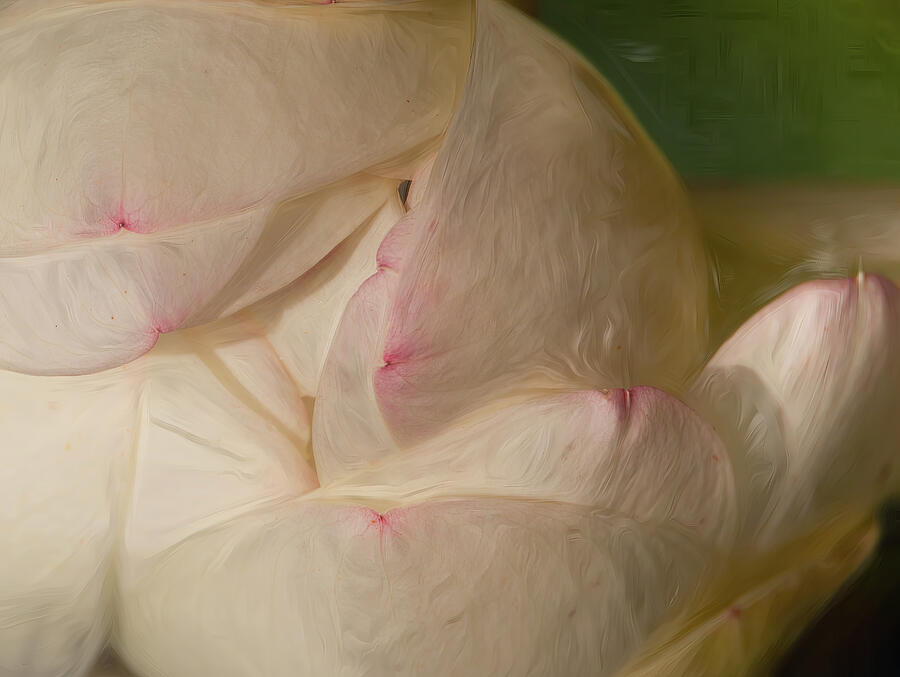 Fibonaccis Bloom Photograph by Dodie Ross