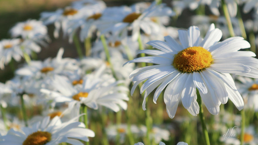 Field of Daisies 1 Photograph by D Lee