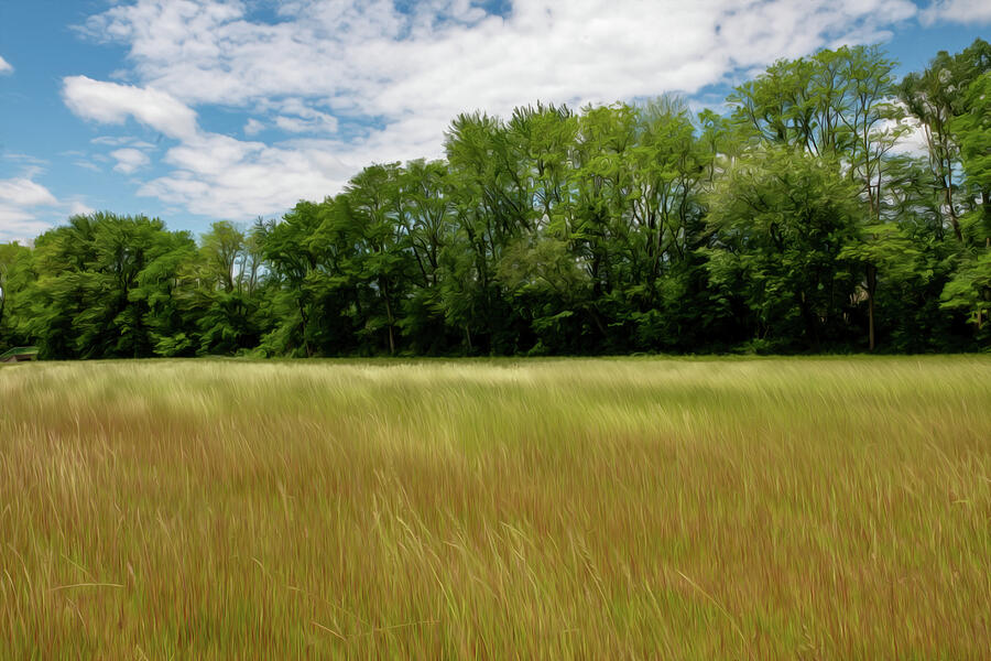 Field of Tall Grass Photograph by Crystal Wightman